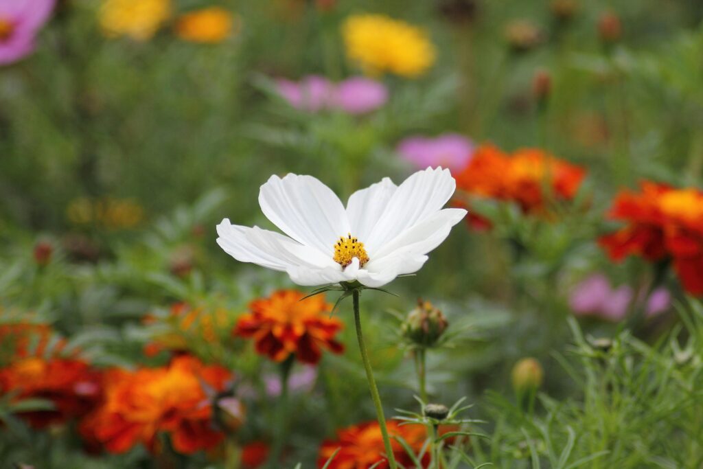 A detailed shot of a white Cosmos flower with colorful orange and purple blooms in a lush garden setting. Counseling Terms of Service Blaine MN