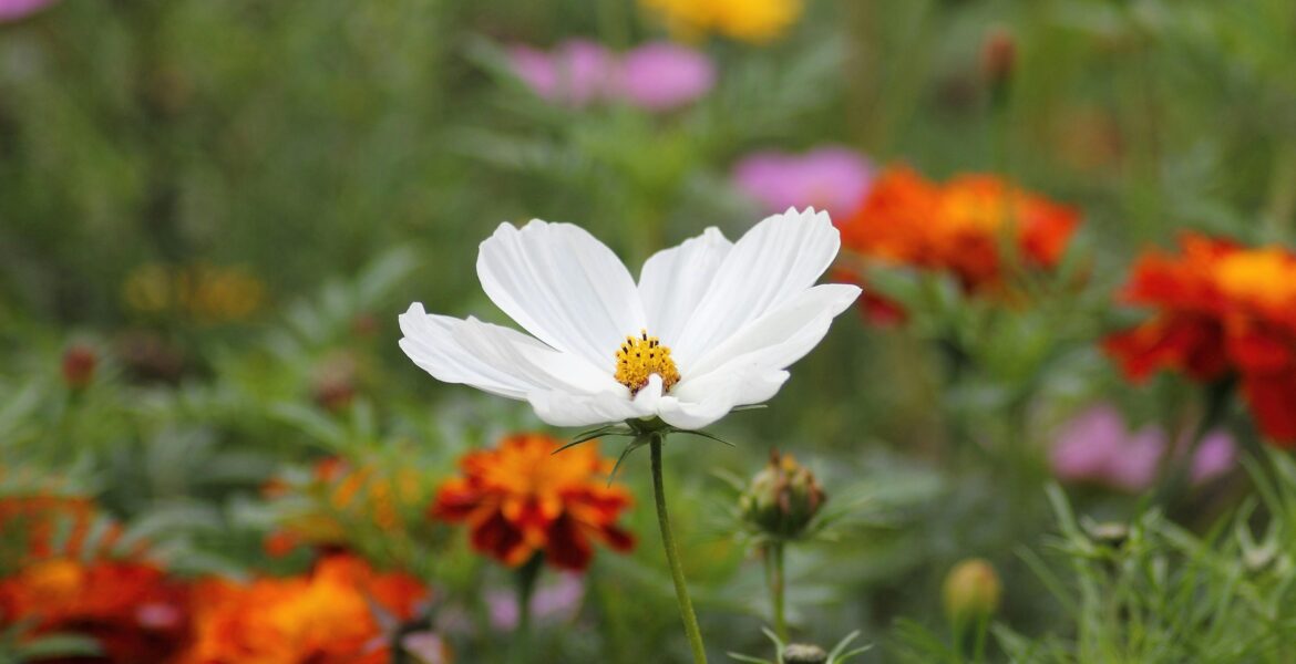 A detailed shot of a white Cosmos flower with colorful orange and purple blooms in a lush garden setting.