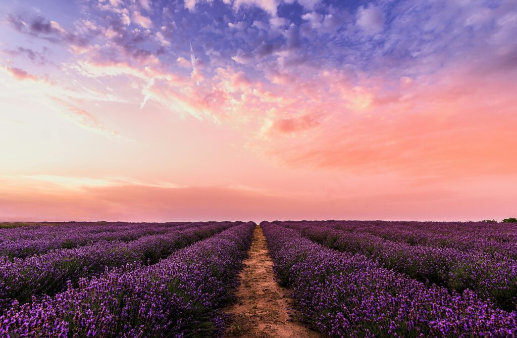 Field of lavender in bloom, symbolizing calm and relaxation Therapy Payment At Kindred Counseling Blaine MN