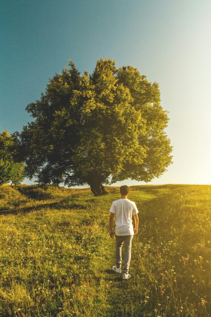 Man walking towards tree under sunny sky in Cluj-Napoca's lush landscape.