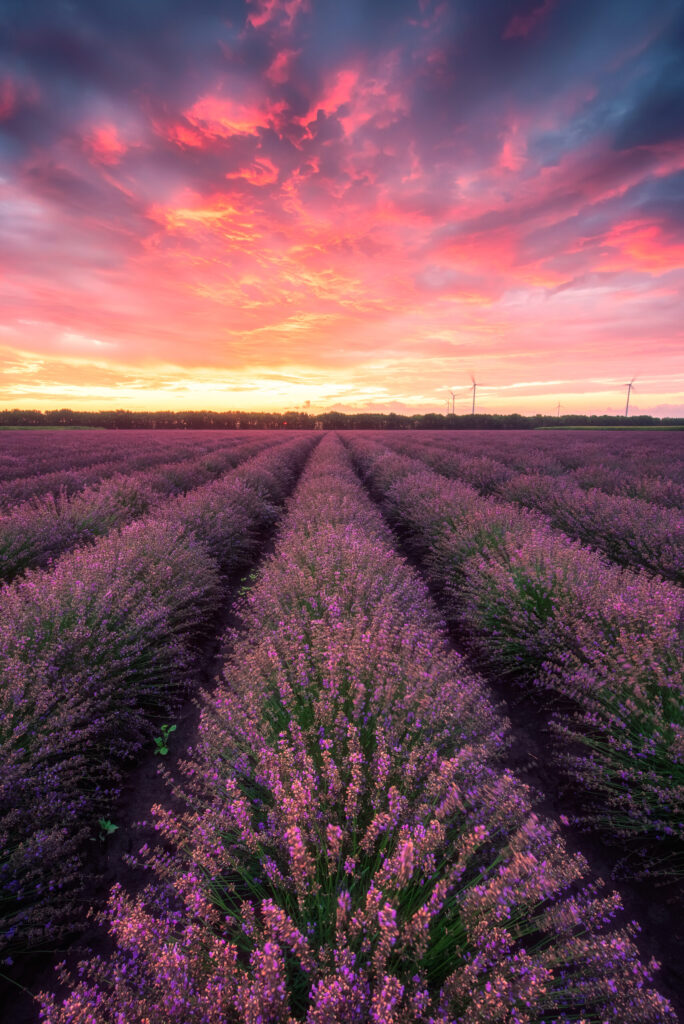 Therapist in Blaine MN . Lavender field at sunset.