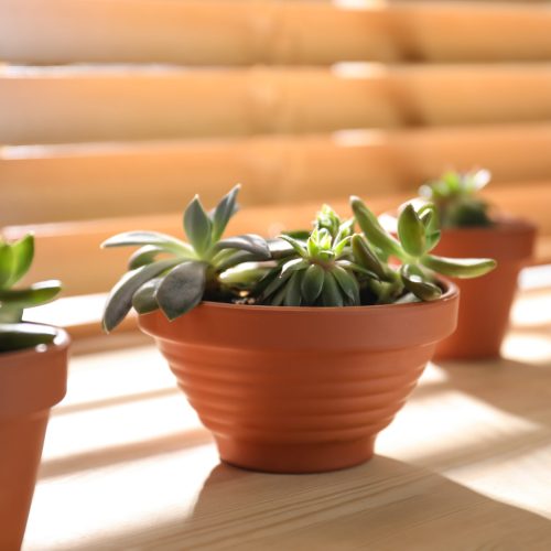 Beautiful echeveria on wooden windowsill indoors. Succulent plant