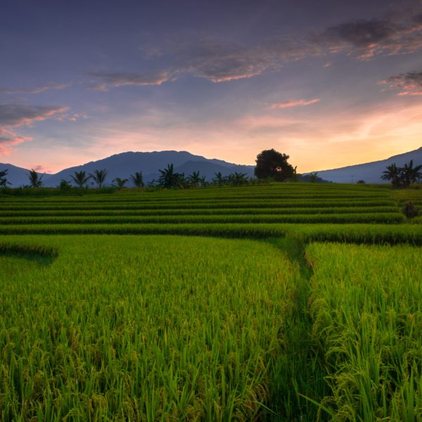 Beautiful morning view indonesia Panorama Landscape paddy fields with beauty color and sky natural light