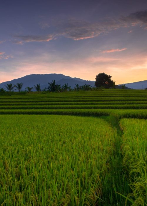 Beautiful morning view indonesia Panorama Landscape paddy fields with beauty color and sky natural light