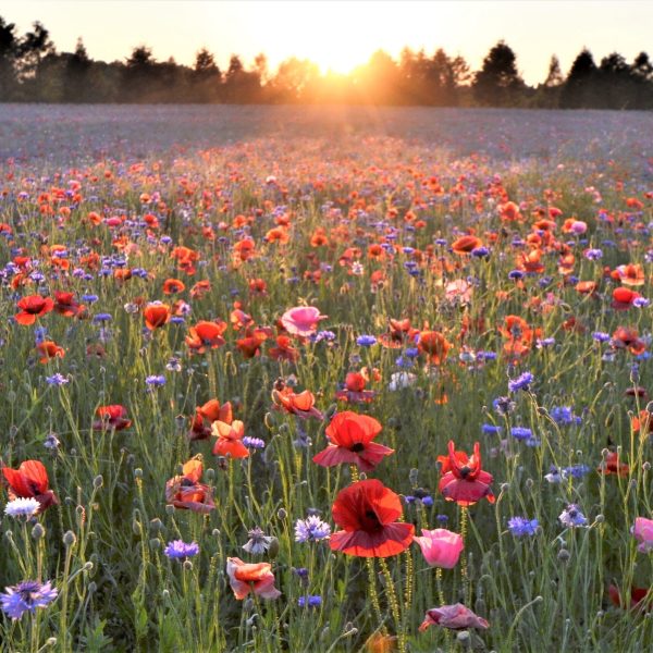 Wildflower Field at sunset. Good Faith Estimate