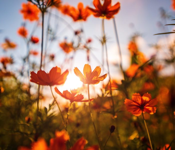 A beautiful cosmos flower under blue sky.