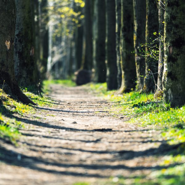 Path in the spring park. Tree trunks in green grass in an oak alley