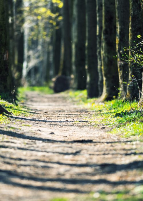 Path in the spring park. Tree trunks in green grass in an oak alley