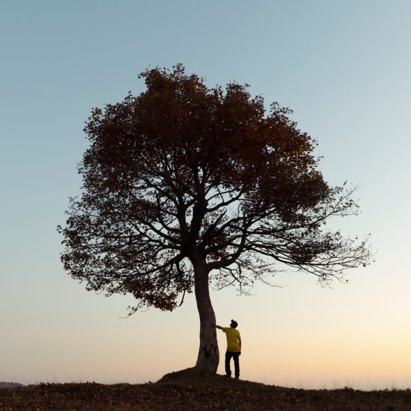 Silhouette of tourist under majestic tree at evening mountains meadow at sunset. Dramatic colorful scene with clear orange sky. Landscape photography