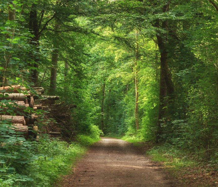 The forest in springtime.