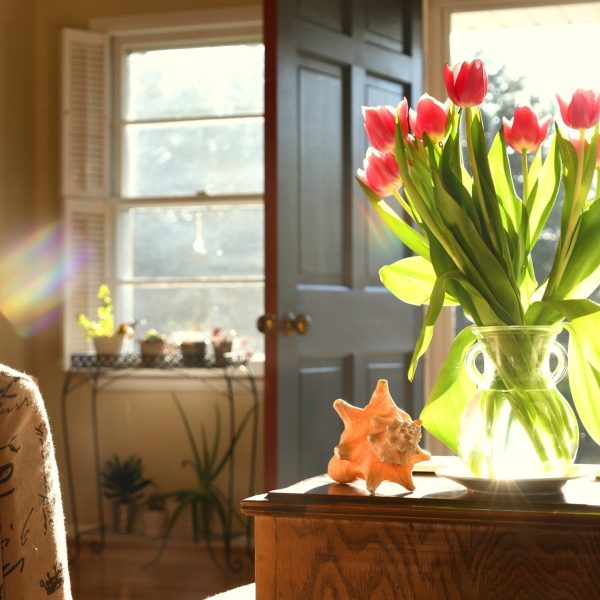 tulips-and-seashell-on-wooden-table-in-sunlight-2026-03-24-07-06-55-utc