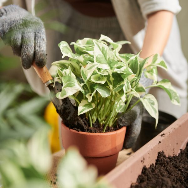 Closeup image of gardener adding fertile soil in flower pot