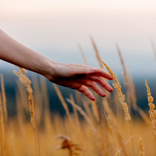 Female hand over yellow grass at countryside