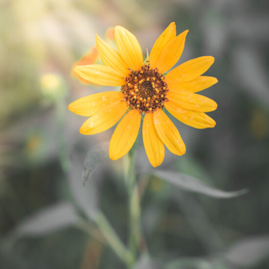 Therapy in Blaine MN